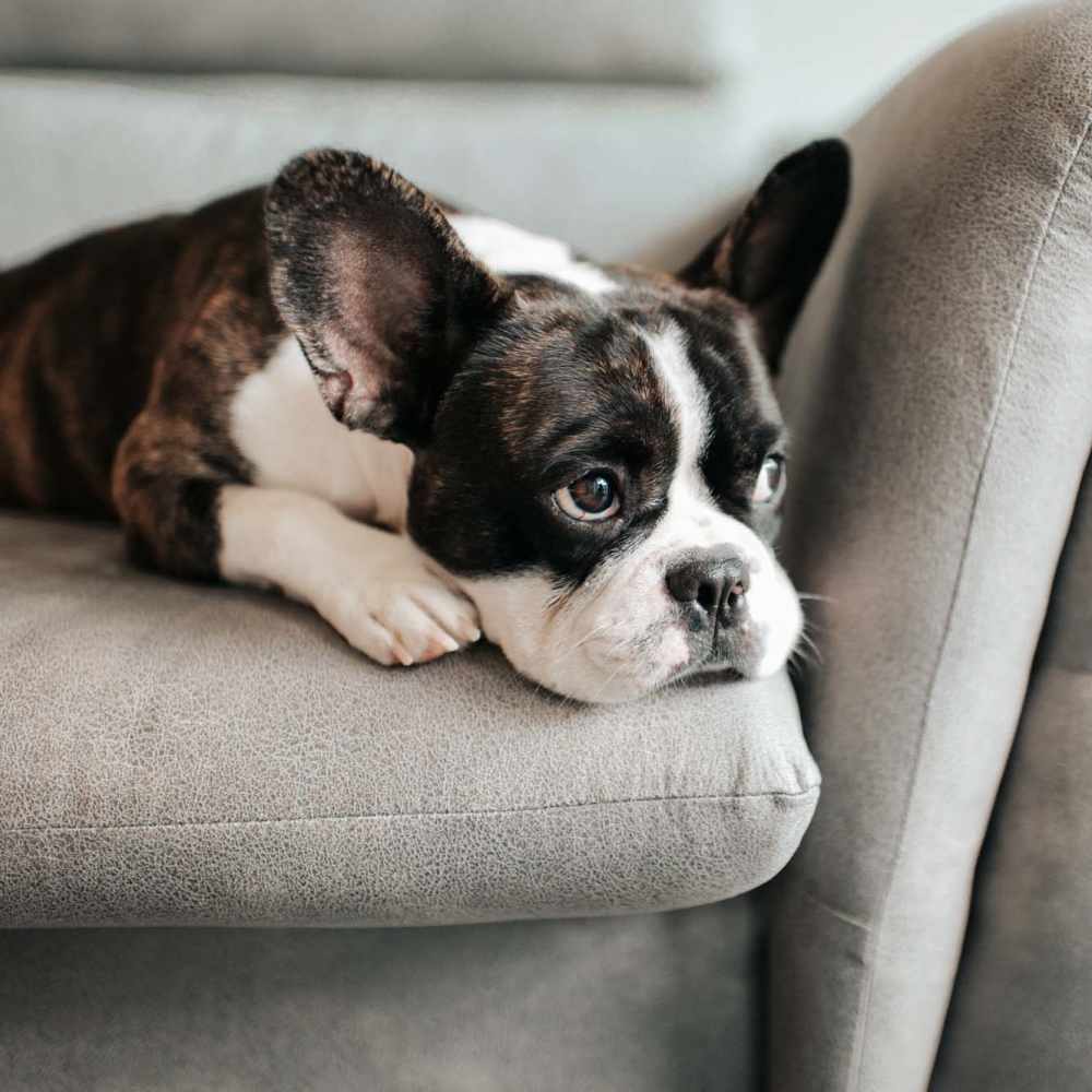 Pet-friendly at Tribecca Pointe Apartments in Hurst, Texas