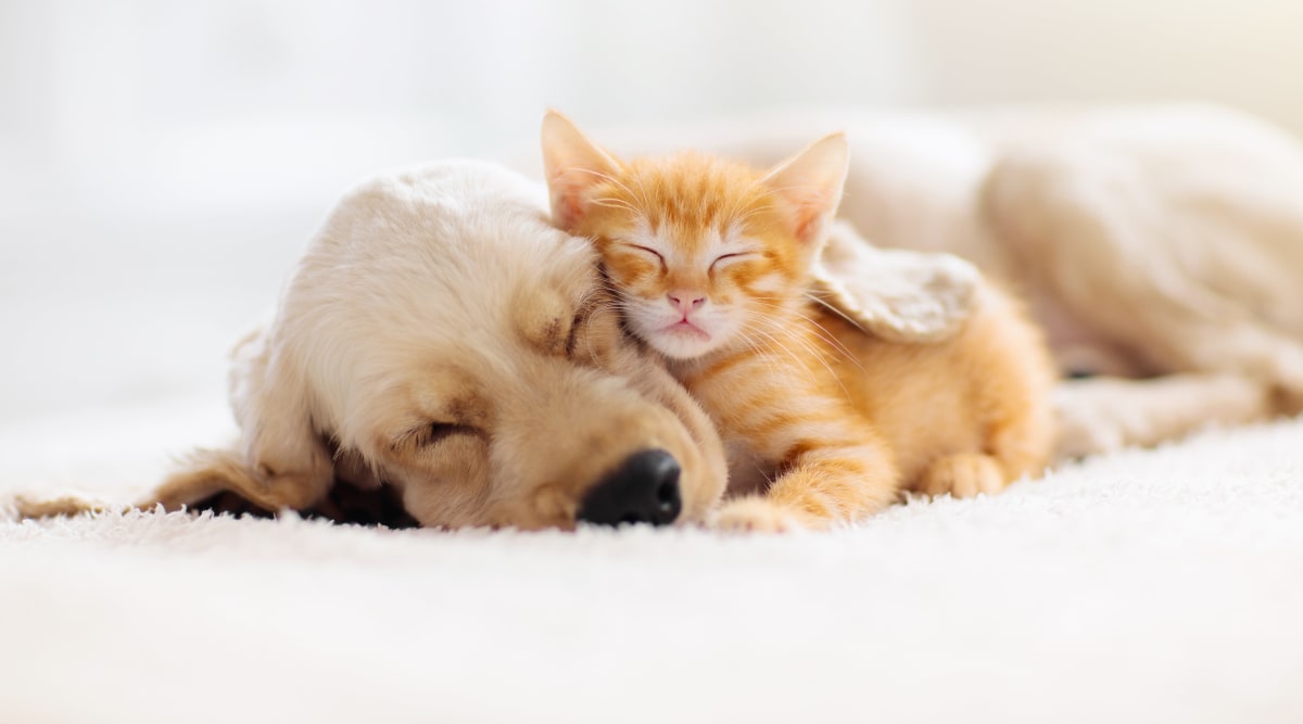 We love pets at Harbor Village Apartments! Contact us to learn more about our pet-friendly apartments in Richmond