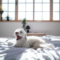 A resident's dog on a bed at The Alexandria in Madison, Alabama