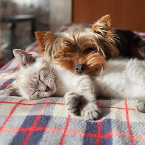 Pet-friendly communities at CWS Apartment Homes in Austin, Texas