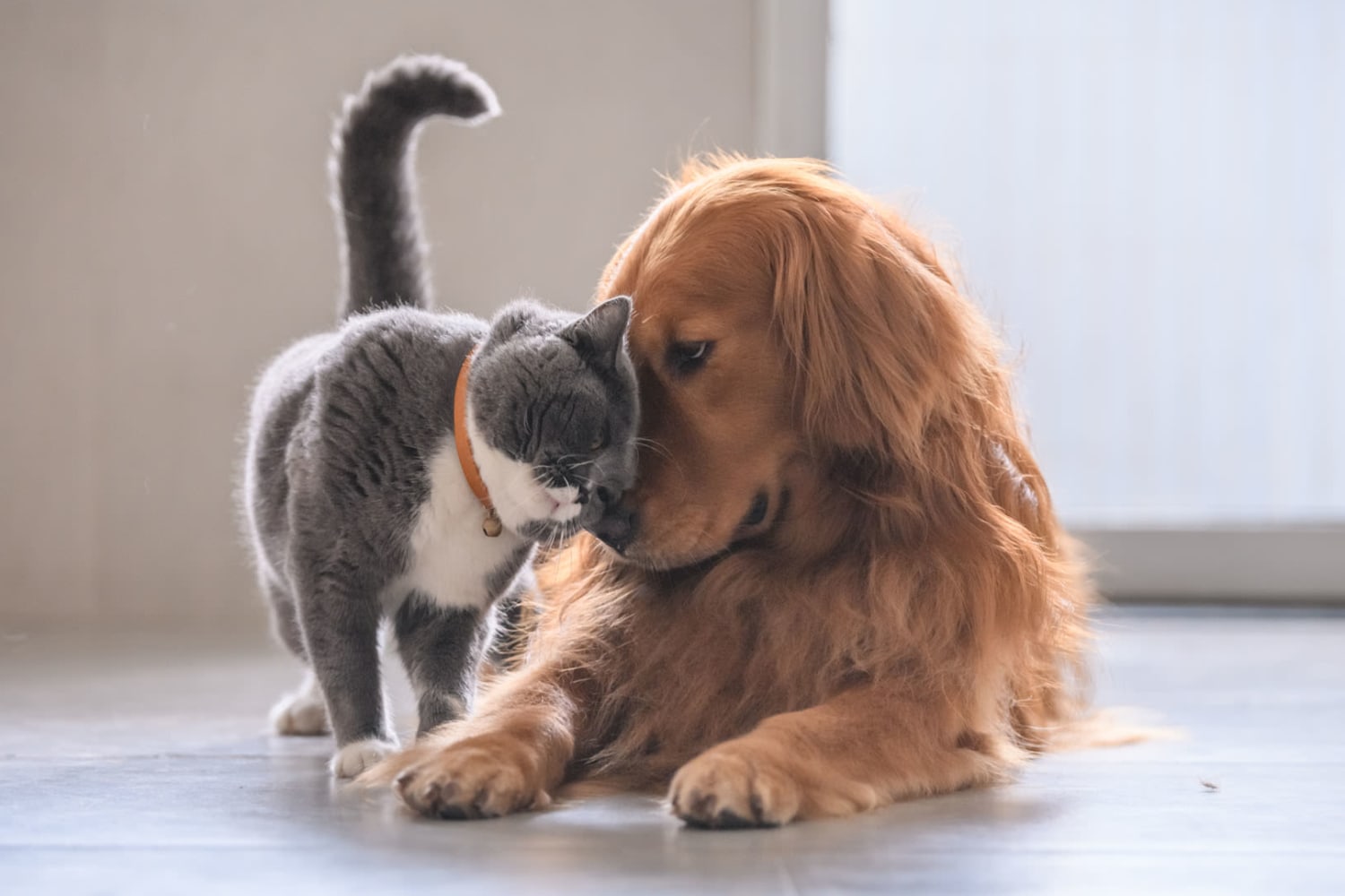 Cute dog and cat playing together Parkway Apartments in Williamsburg, Virginia