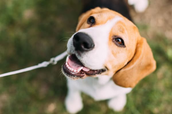 Cute puppy dog at the park smiling for a photo in lPhoenix Arizona at The Charleston Apartments