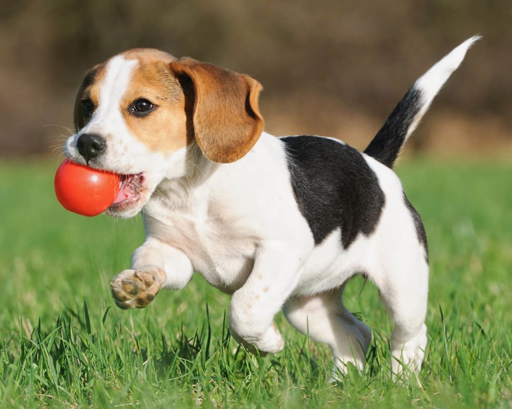 Cute puppy running with a ball outside his new home at Olympus at the District in South Jordan, Utah