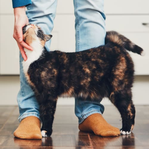 A house cat being pet by a resident at Dahlgren Townhomes in Dahlgren, Virginia