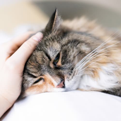 A house cat laying down at Santa Margarita in Oceanside, California