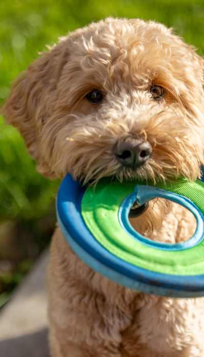 Dog with a Frisbee at Arbor in Richardson, Texas