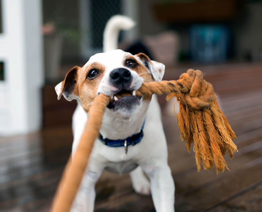 Dog playing with a rope toy at Oak Pointe Apartments in Fremont, California