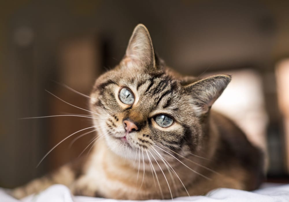 Cute cat looking strikingly at the camera lens The Emery at Terra Nova in Chula Vista, California