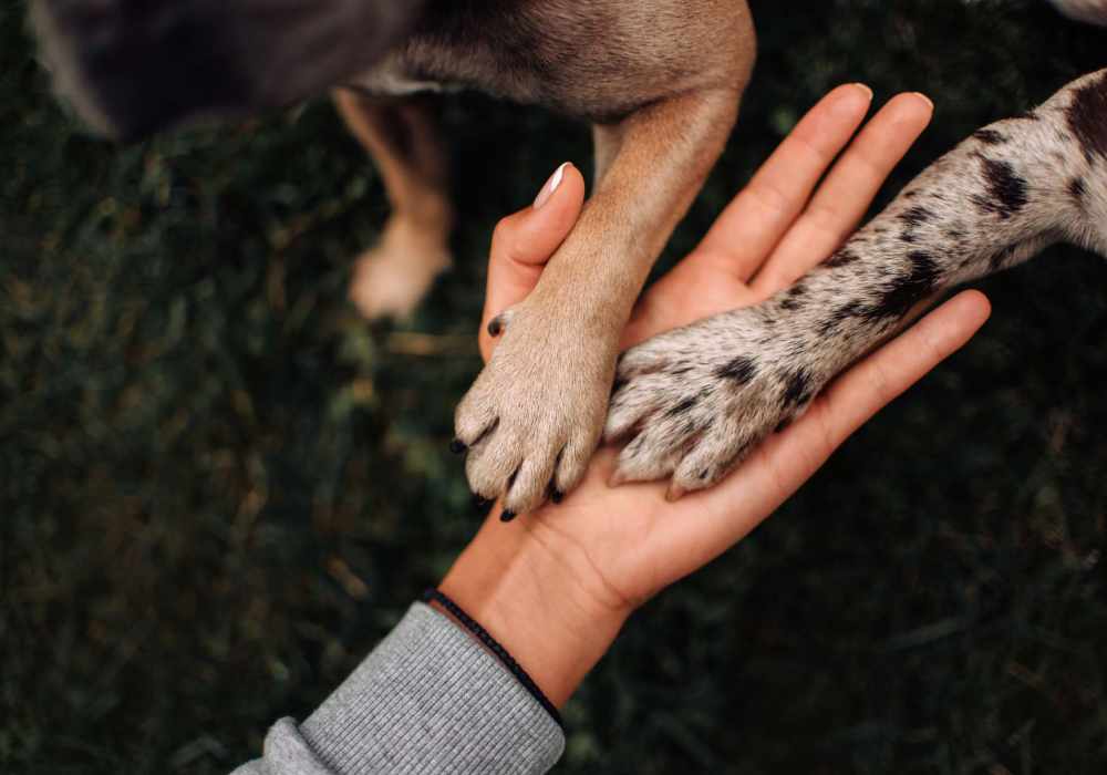 Pet-friendly community at The George Apartment Homes in Anaheim, California
