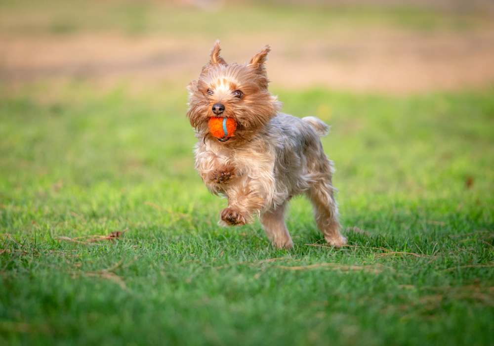Happy dog playing at the on-site dog park at Earle Residences in Chicago, Illinois