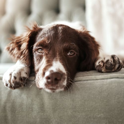 A house dog laying down at Hamilton Redoubt in Newport News, Virginia