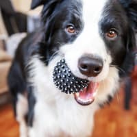 A resident's dog with a toy in its mouth at Evergreens at Mahan in Tallahassee, Florida