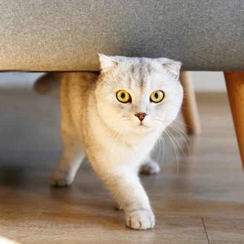 A cat in a home at Eagleview in Joint Base Lewis McChord, Washington