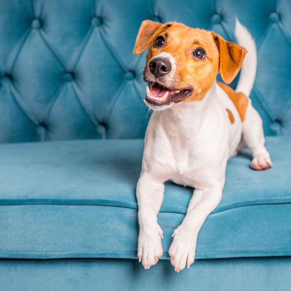 Adorable puppy sitting on a couch at The Residences at Sawmill Station pet friendly apartments in Morton Grove, Illinois