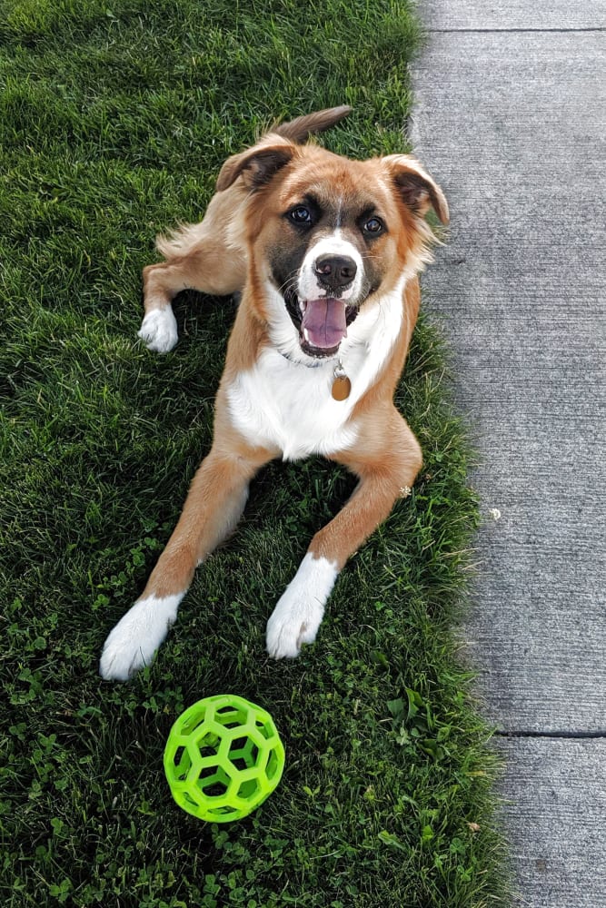 Handsome dog and his toy posing for a photo on the green grass outside at Campbell Flats Apartments in Springfield, Missouri