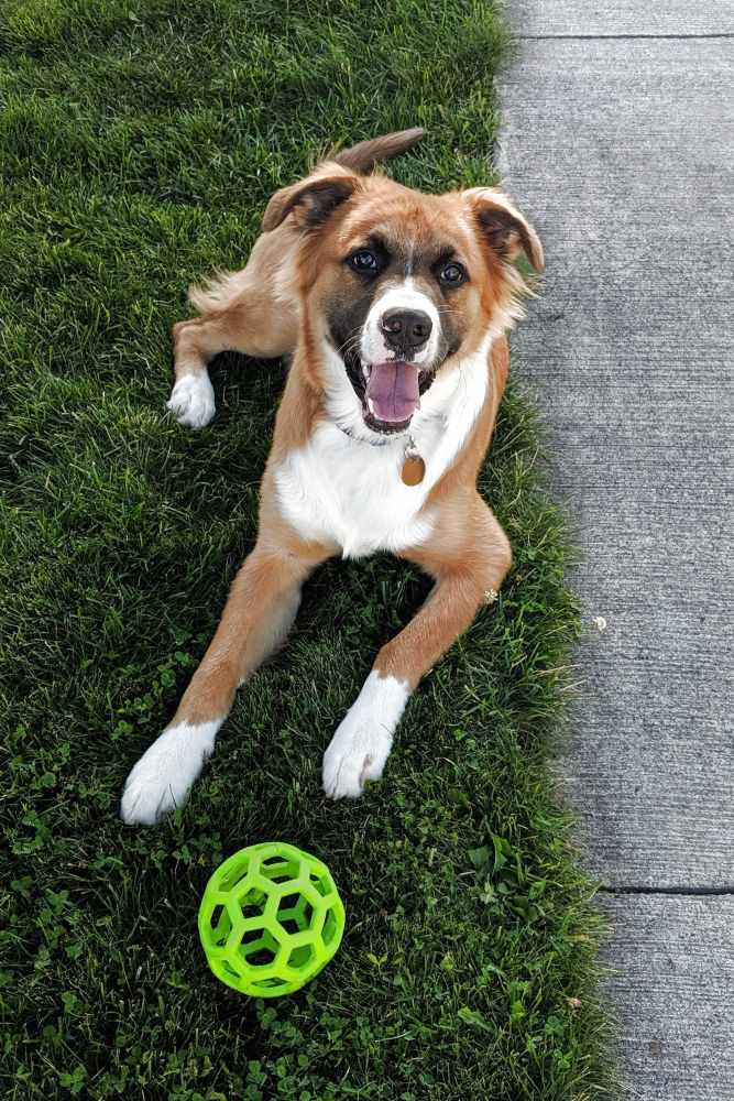 Handsome dog and his toy posing for a photo on the green grass outside at Greenside in Charlotte, North Carolina