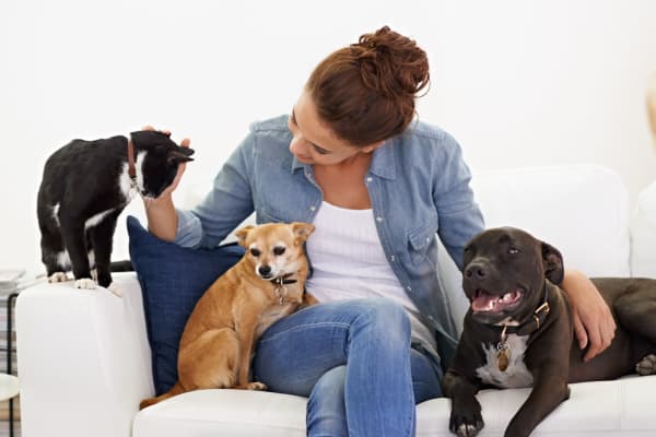 Your pets are welcome to Harrison Grande