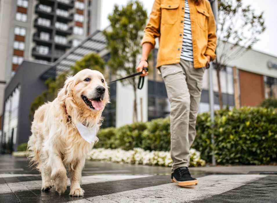 Resident going for a walk with his dog near The Garnett in Brooklyn, New York