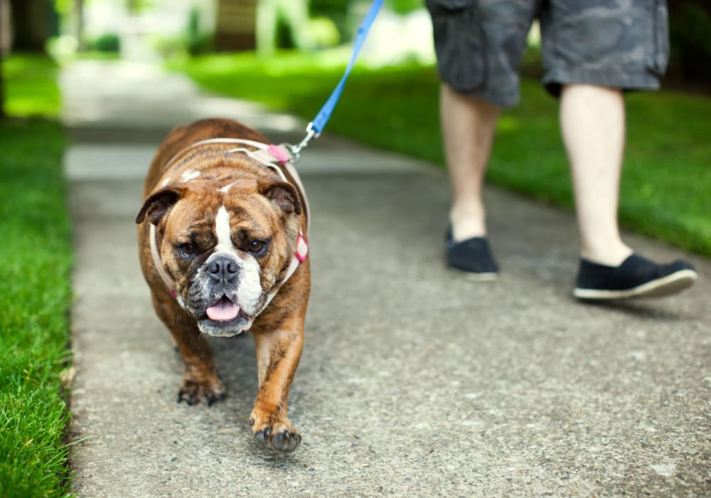 Resident with his dog near lCreekside Apartment Homes in Stanwood, Washington