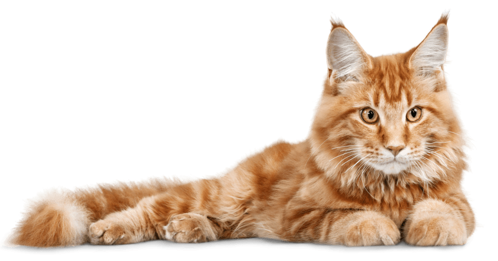 orange cat at Atlas at Lakeview in Baton Rouge, Louisiana