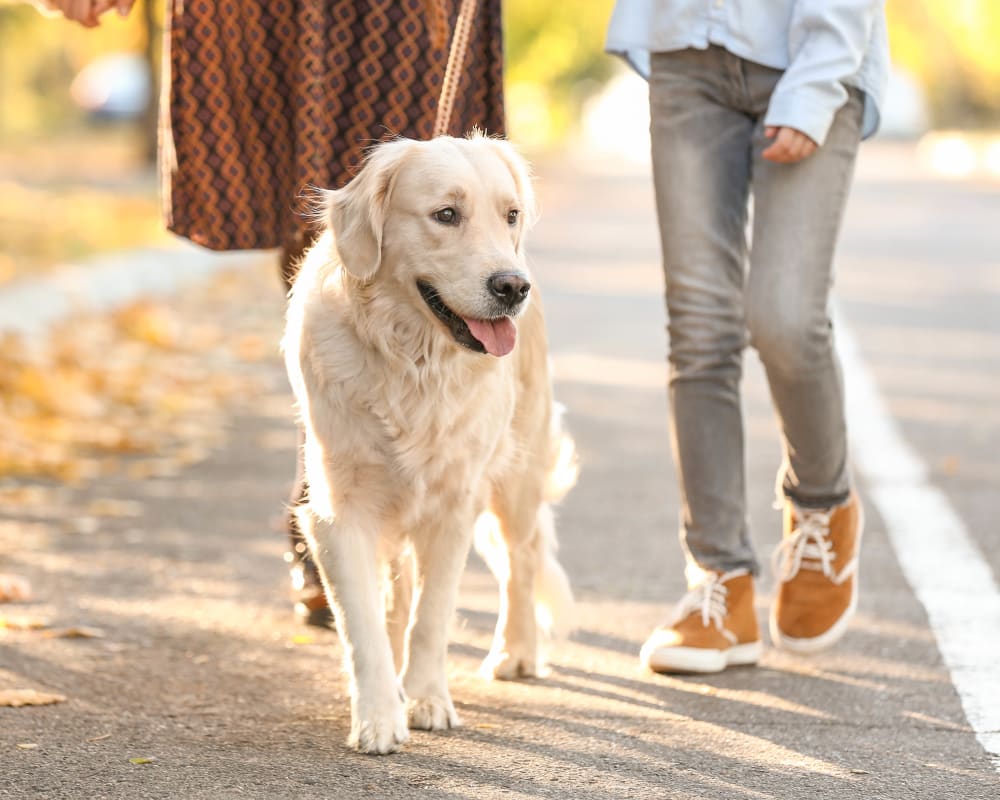 Residents and their dog walking through the neighborhood at Olympus Sierra Pines in The Woodlands, Texas