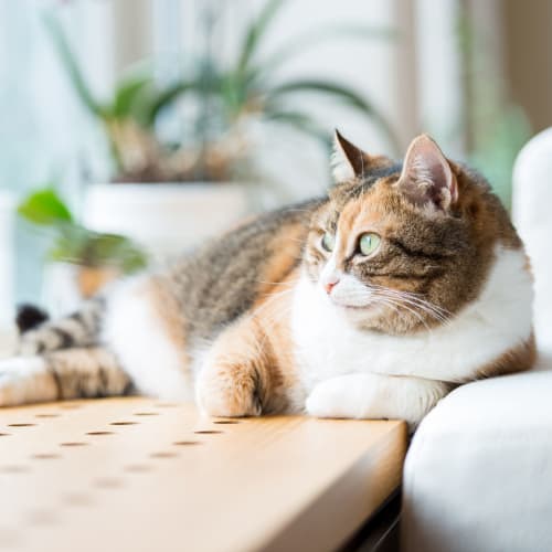 A house cat laying down at Ramona Vista in Ramona, California