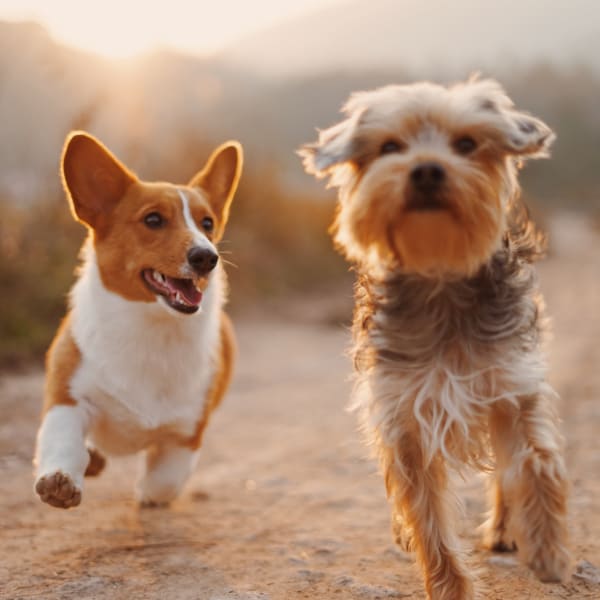 Two small dogs excited about pet friendly apartments at The Grove at Orenco Station in Hillsboro, Oregon