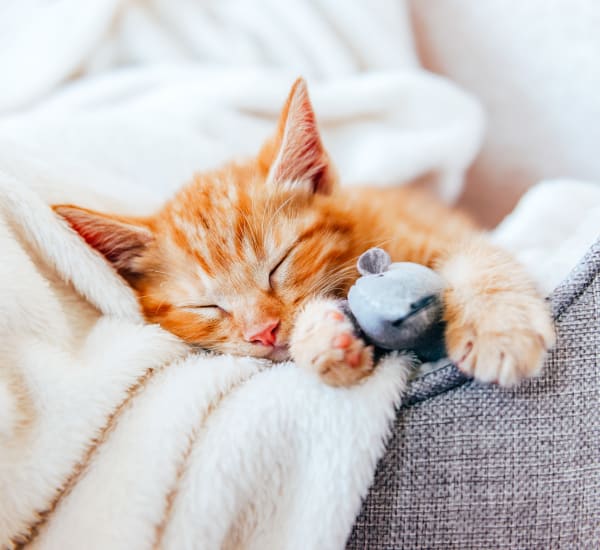 Happy, sleeping kitten on its owners lap at The Alexandria in Madison, Alabama