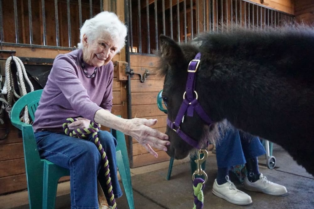 Resident petting a horse at Hilltop Commons Senior Living in Grass Valley, California