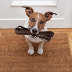 Dog ready for a walk at Avilla Gateway in Phoenix, Arizona