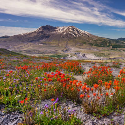 View of wild flowers and mountain peak in Washington state