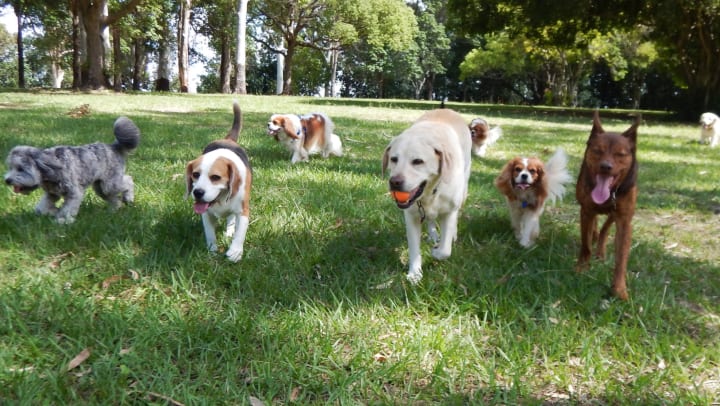 5 Best Dog Parks in Los Angeles, CA